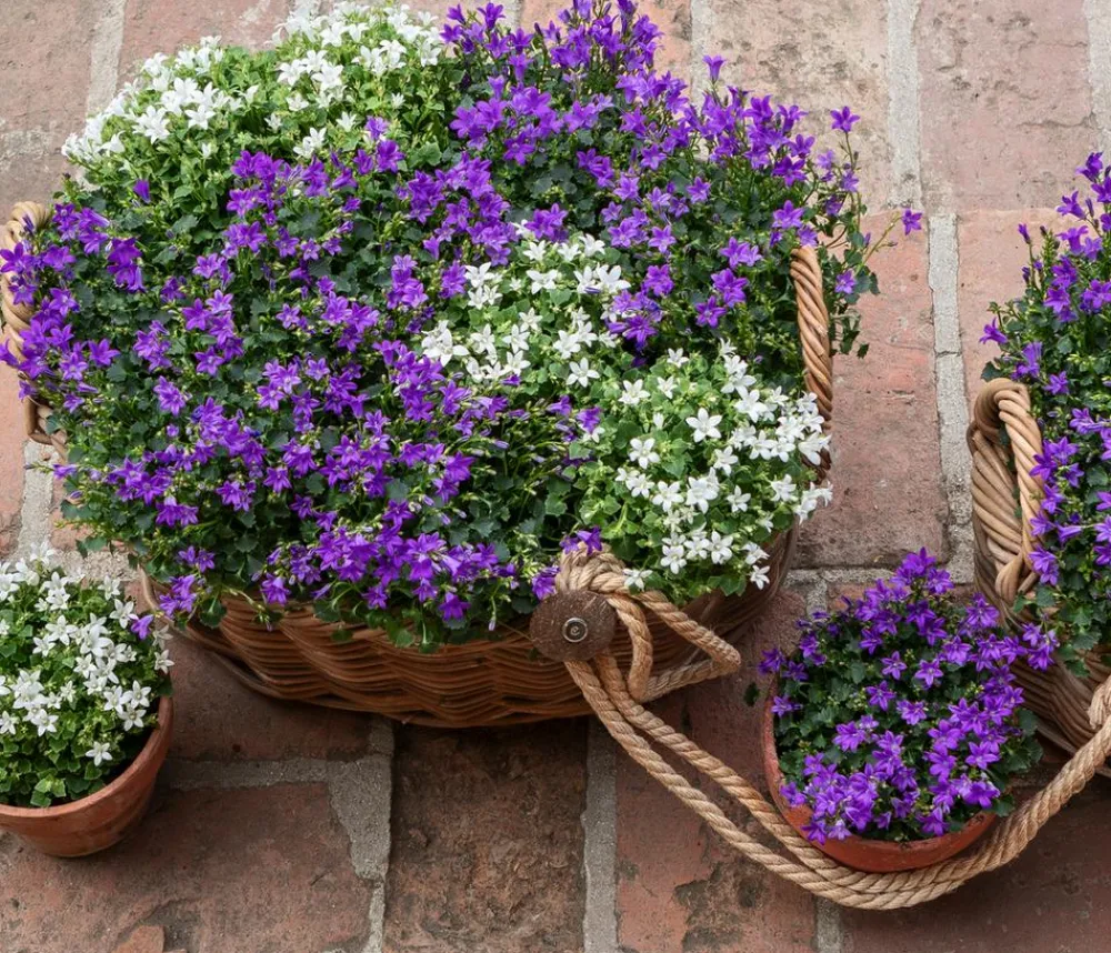 Dehner Glockenblumen > Glockenblume - Campanula portenschlagiana 'Get mee®'