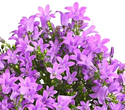 Dehner Glockenblumen > Glockenblume - Campanula portenschlagiana 'Get mee®'