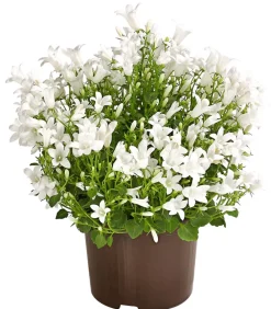 Dehner Glockenblume - Campanula portenschlagiana 'Get mee®' Weiß Sale
