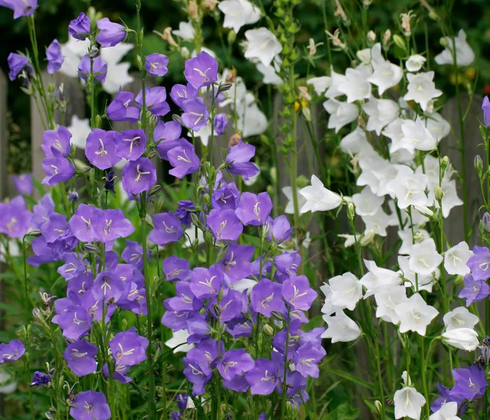 Dehner Glockenblume 'Takion', verschiedene Farben Discount