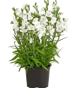 Dehner Glockenblume 'Takion', verschiedene Farben Discount