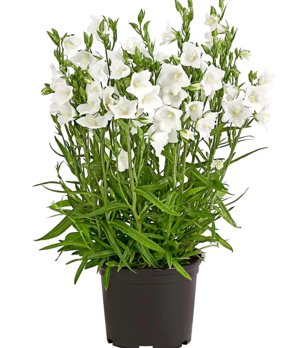 Dehner Glockenblume 'Takion', verschiedene Farben Discount