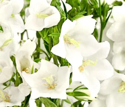 Dehner Glockenblume 'Takion', verschiedene Farben Discount