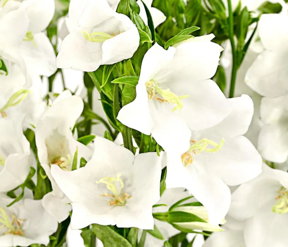 Dehner Glockenblume 'Takion', verschiedene Farben Discount