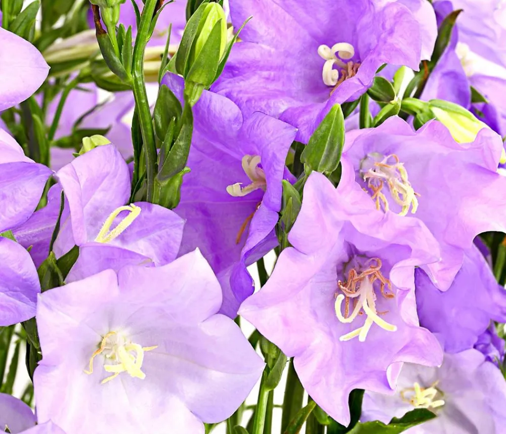 Dehner Glockenblume 'Takion', verschiedene Farben Discount