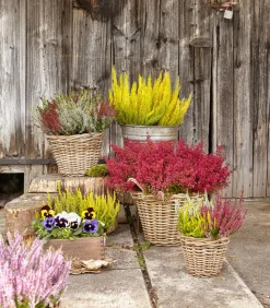 Dehner Grabschmuck & Grabgestaltung > Glockenheide