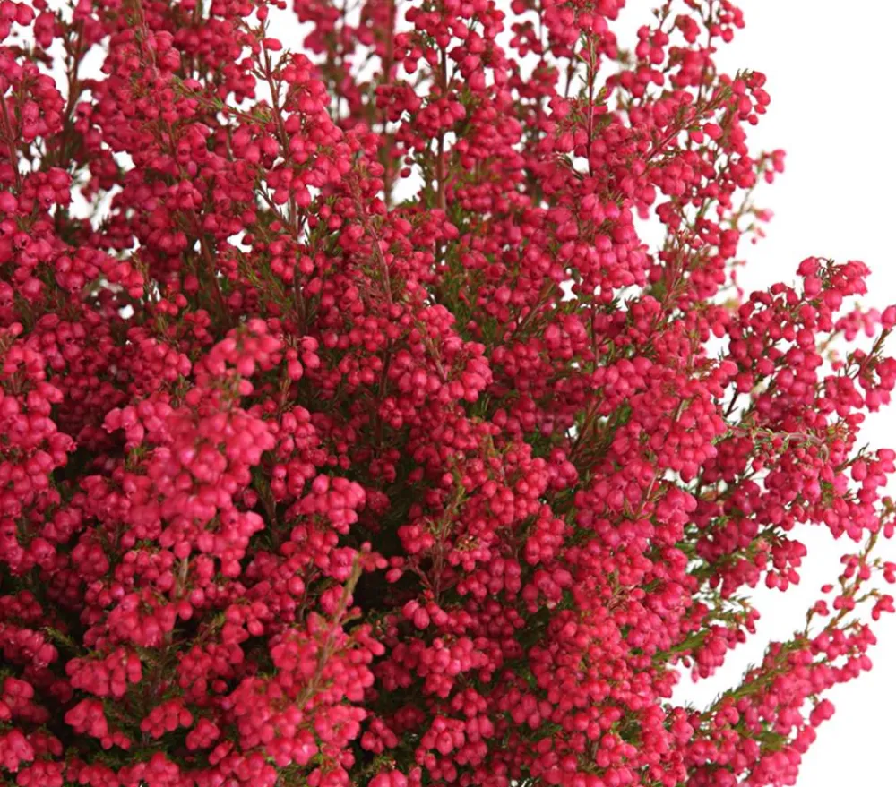 Dehner Grabschmuck & Grabgestaltung > Glockenheide
