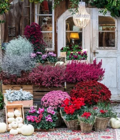 Dehner Grabschmuck & Grabgestaltung > Glockenheide