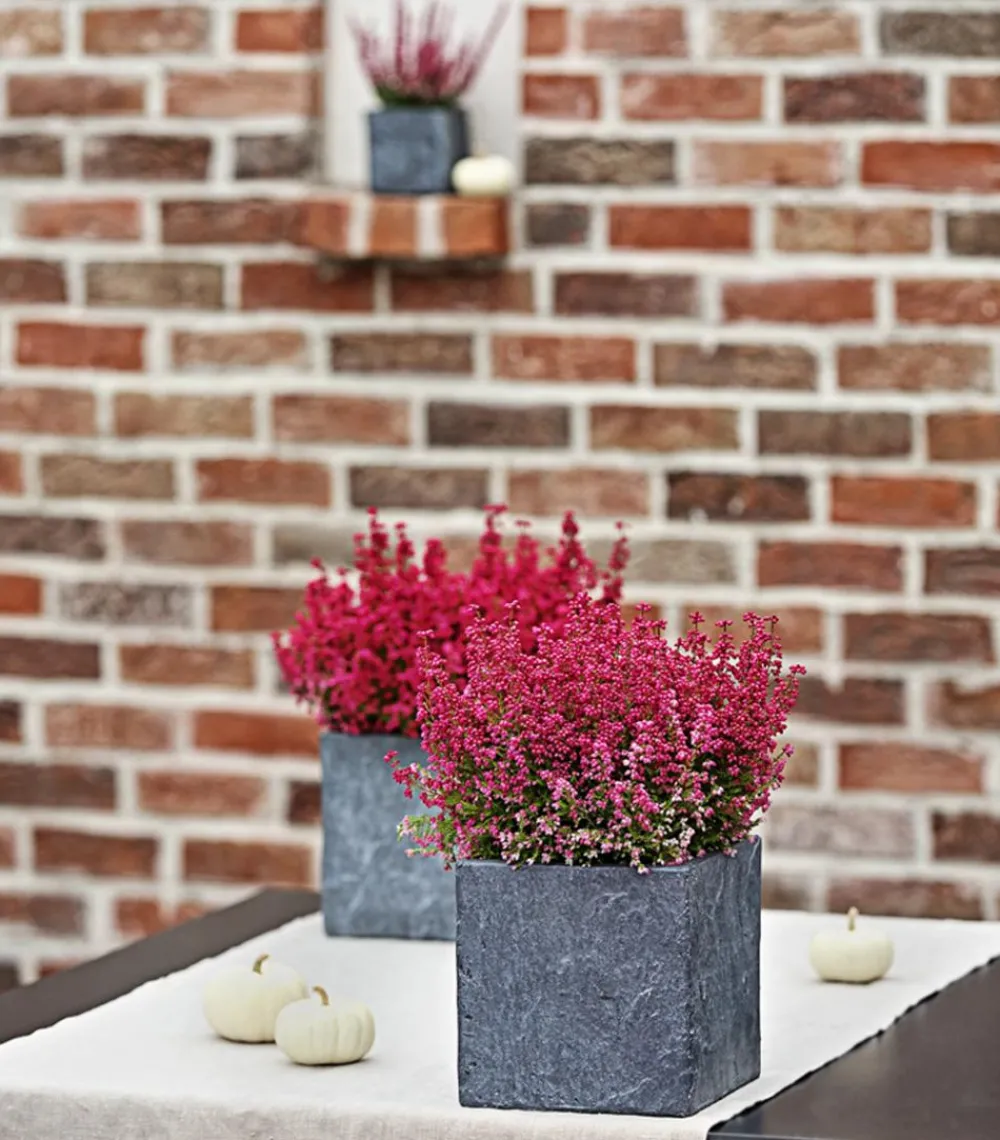 Dehner Grabschmuck & Grabgestaltung > Glockenheide