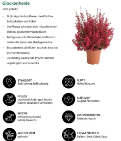 Dehner Grabschmuck & Grabgestaltung > Glockenheide