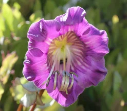 Dehner Rankpflanzen|Sommerblumen > Glockenrebe
