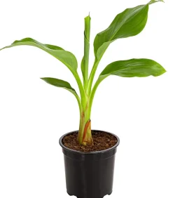 Dehner Terrassenpflanzen|Grünpflanzen > Goldene Lotusbanane - Musella lasiocarpa