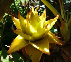 Dehner Terrassenpflanzen|Grünpflanzen > Goldene Lotusbanane - Musella lasiocarpa