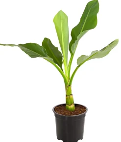 Dehner Terrassenpflanzen|Grünpflanzen > Goldene Lotusbanane - Musella lasiocarpa