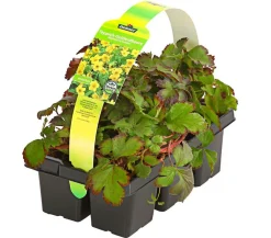 Dehner Grabschmuck & Grabgestaltung|Bodendecker & Efeu > Golderdbeere, 6er-Schale