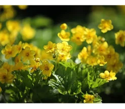 Dehner Grabschmuck & Grabgestaltung|Bodendecker & Efeu > Golderdbeere, 6er-Schale