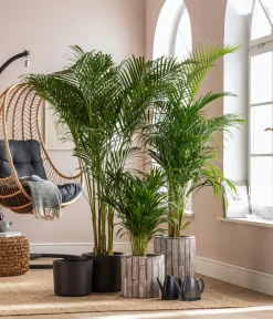 Dehner Goldfruchtpalme - Dypsis lutescens Grün