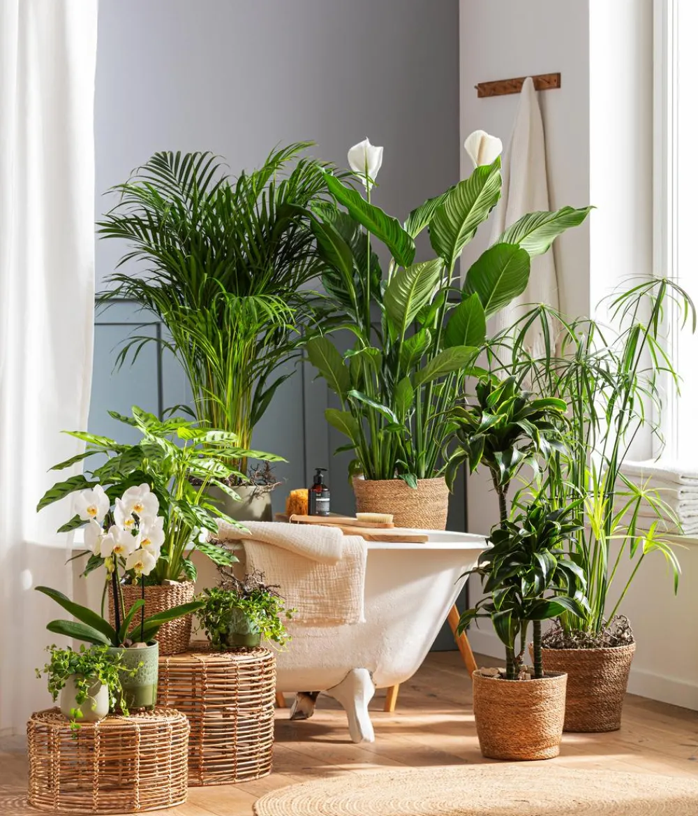 Dehner Goldfruchtpalme - Dypsis lutescens Grün