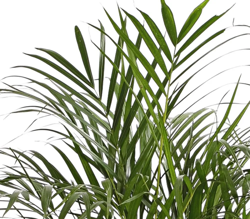 Dehner Goldfruchtpalme - Dypsis lutescens Grün