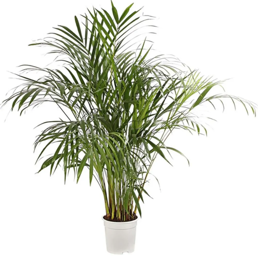 Dehner Goldfruchtpalme - Dypsis lutescens Grün