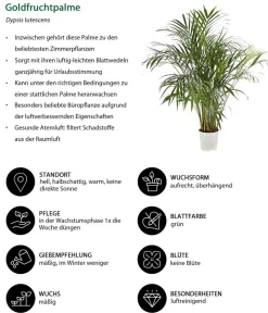 Dehner Goldfruchtpalme - Dypsis lutescens Grün