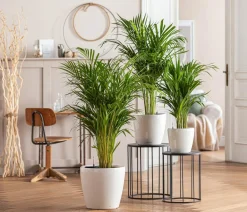 Dehner Goldfruchtpalme - Dypsis lutescens Grün