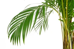 Dehner Goldfruchtpalme - Dypsis lutescens, Hydrokultur Grün Sale