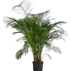 Dehner Goldfruchtpalme - Dypsis lutescens, Hydrokultur Grün Sale