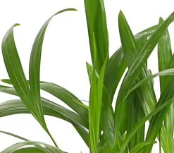 Dehner Goldfruchtpalme - Dypsis lutescens Grün Clearance
