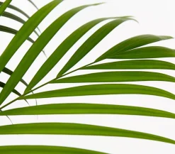 Dehner Goldfruchtpalme - Dypsis lutescens Grün