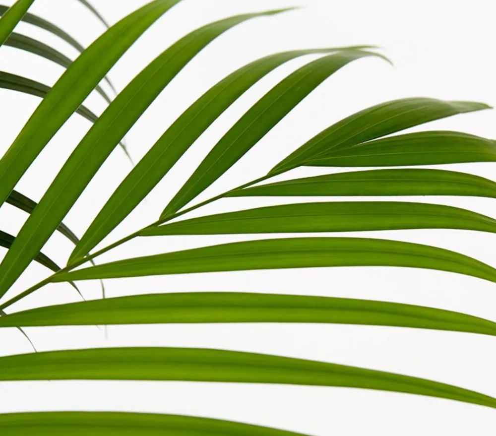Dehner Goldfruchtpalme - Dypsis lutescens Grün