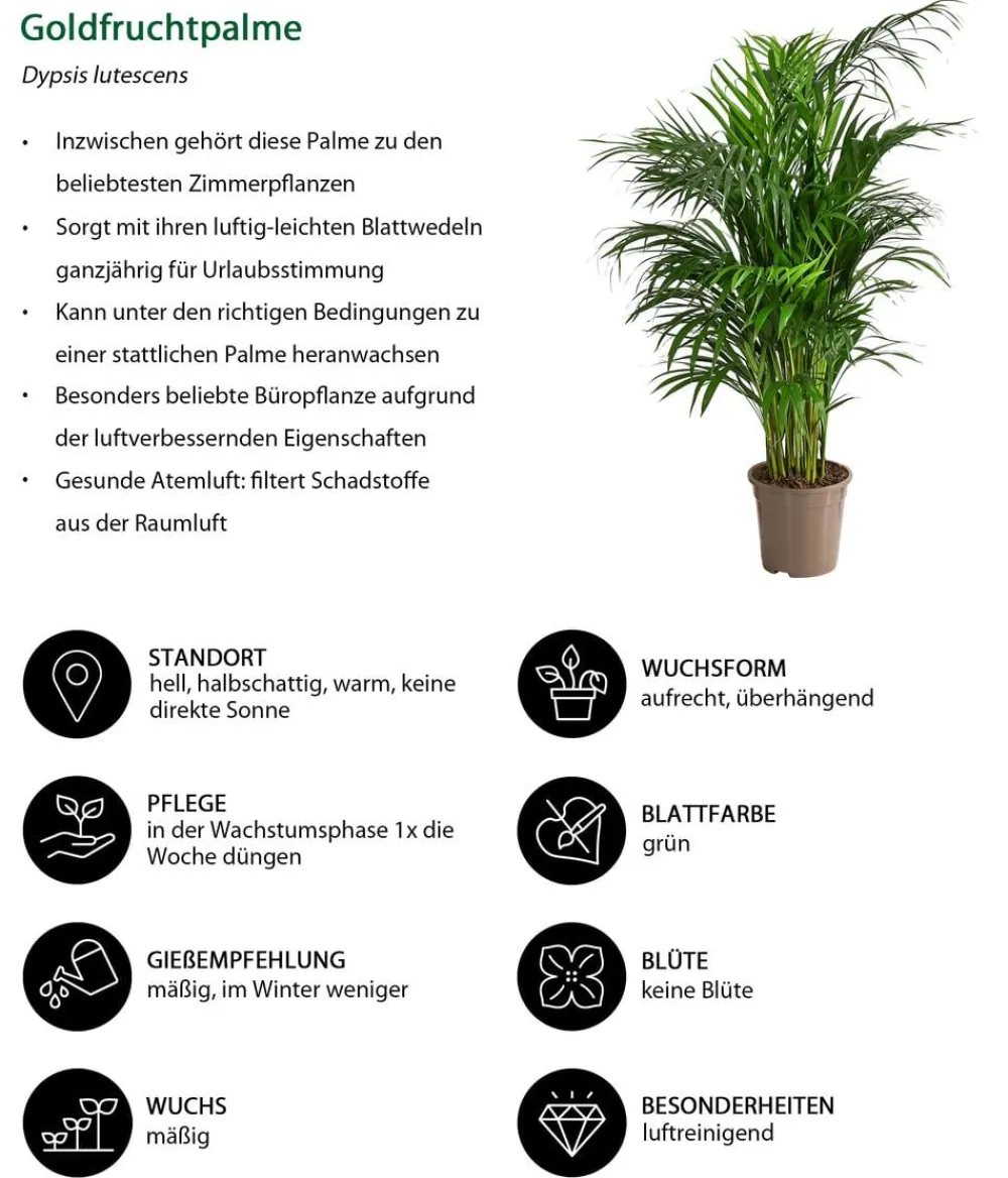 Dehner Goldfruchtpalme - Dypsis lutescens Grün