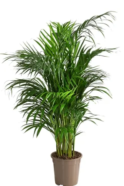 Dehner Goldfruchtpalme - Dypsis lutescens Grün