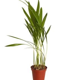 Dehner Goldfruchtpalme - Dypsis lutescens Grün Hot
