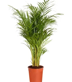 Dehner Zimmerpalmen|Grünpflanzen - Goldfruchtpalme - Dypsis lutescens Grün