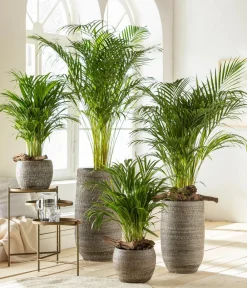 Dehner Zimmerpalmen|Grünpflanzen - Goldfruchtpalme - Dypsis lutescens Grün