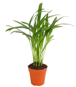 Dehner Zimmerpalmen|Grünpflanzen - Goldfruchtpalme - Dypsis lutescens Grün
