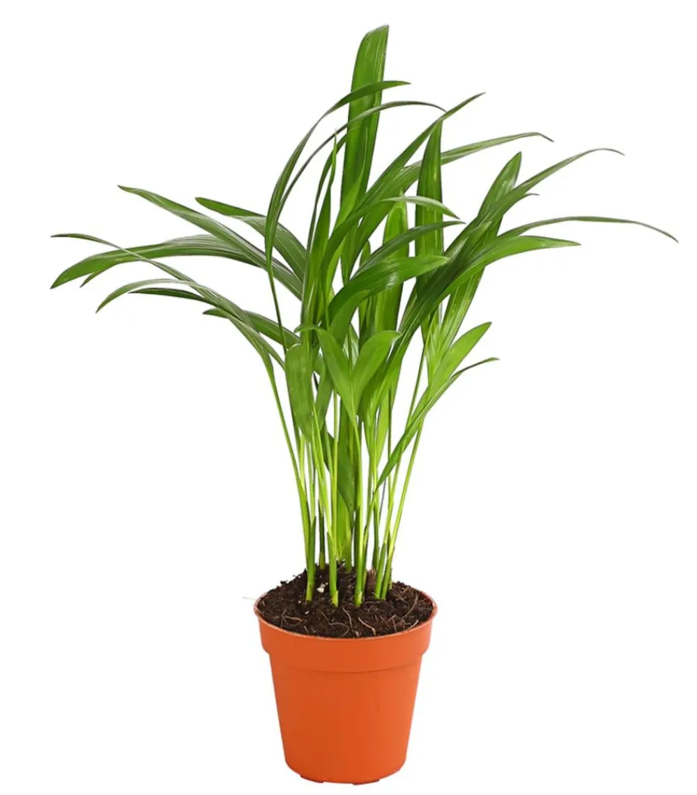 Dehner Zimmerpalmen|Grünpflanzen - Goldfruchtpalme - Dypsis lutescens Grün