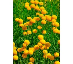 Dehner Aqua Gartenteich·TeichPflanzen|Teichpflanzen > Goldknöpfchen