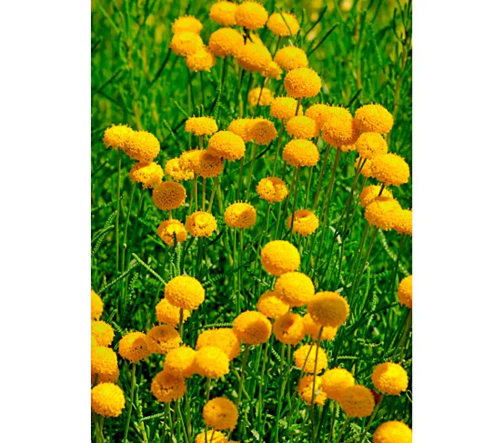 Dehner Aqua Gartenteich·TeichPflanzen|Teichpflanzen > Goldknöpfchen