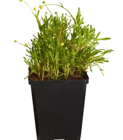 Dehner Aqua Gartenteich·Teich­­Pflanzen|Teichpflanzen > Goldknöpfchen