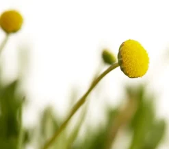 Dehner Aqua Gartenteich·TeichPflanzen|Teichpflanzen > Goldknöpfchen