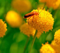 Dehner Aqua Gartenteich·TeichPflanzen|Teichpflanzen > Goldknöpfchen