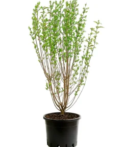 Dehner Gold-Liguster 'Aureum' Lemon Sale