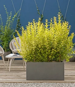 Dehner Laubgehölze|Heckenpflanzen - Gold-Liguster 'Aureum' Lemon