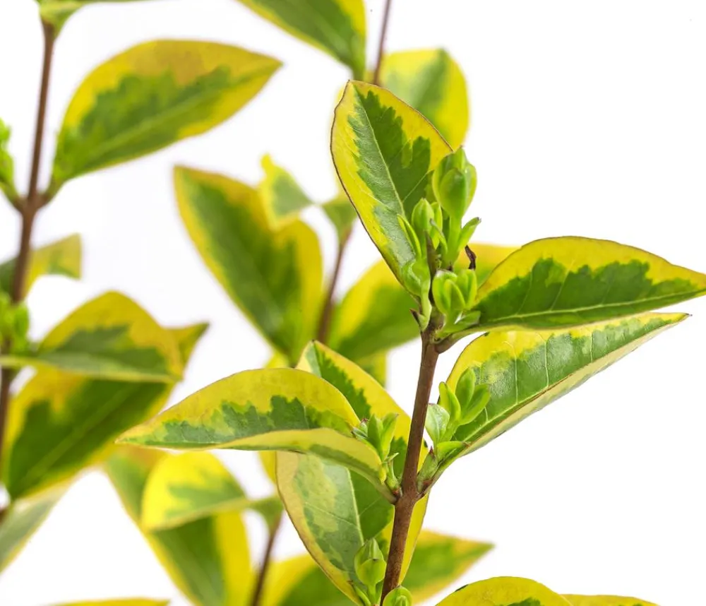 Dehner Laubgehölze|Heckenpflanzen - Gold-Liguster 'Aureum' Lemon