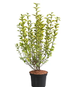 Dehner Laubgehölze|Heckenpflanzen - Gold-Liguster 'Aureum' Lemon