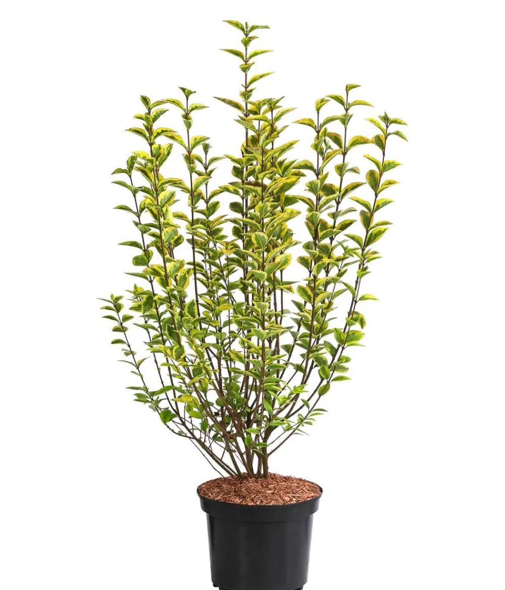 Dehner Laubgehölze|Heckenpflanzen - Gold-Liguster 'Aureum' Lemon