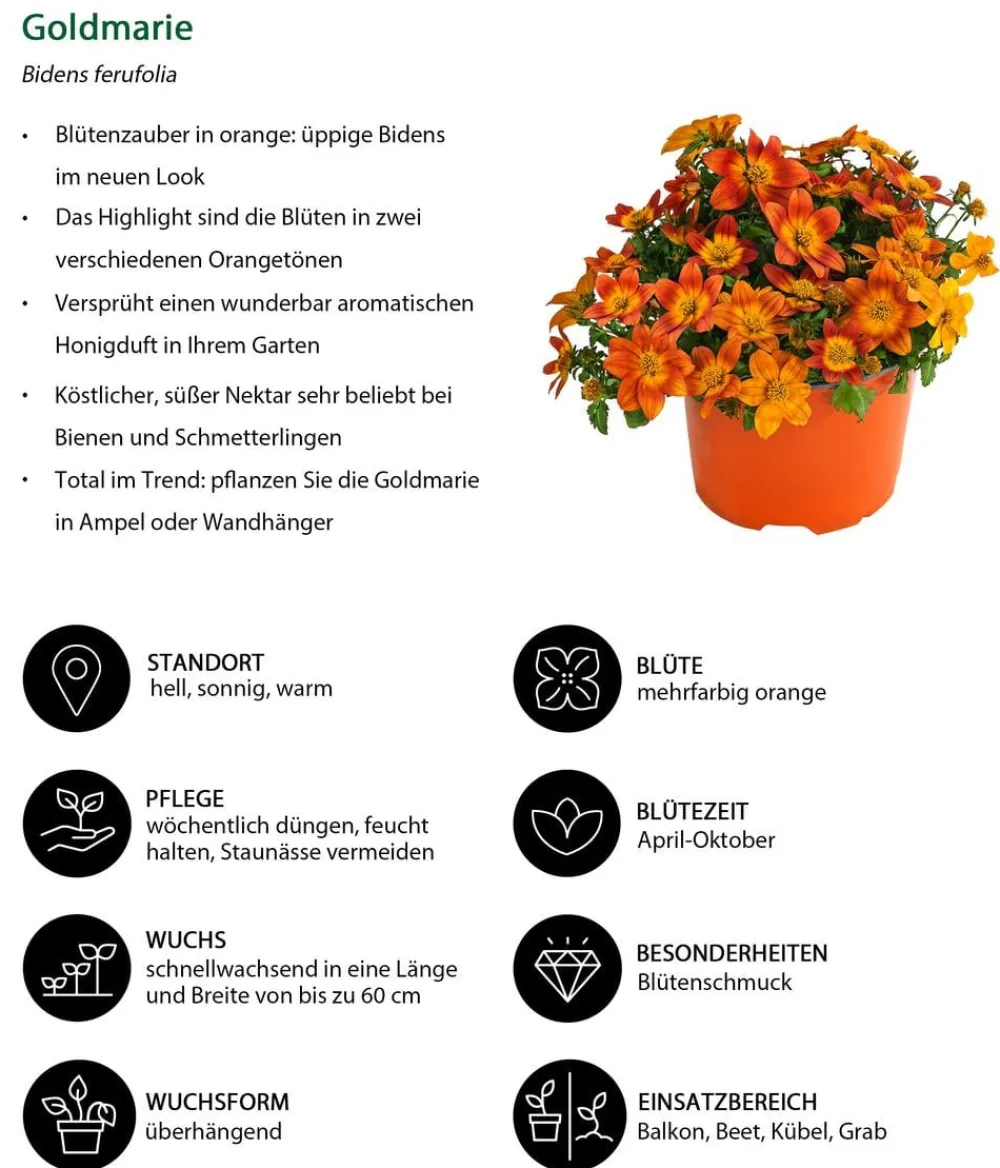 Dehner Sommerblumen - Goldmarie,