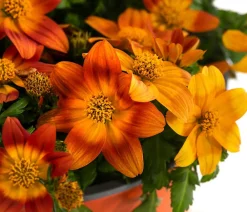 Dehner Sommerblumen - Goldmarie,